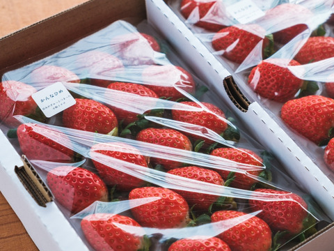 甘酸っぱくて大人気 よつぼし２P　お得なご家庭用！（230g×2p）