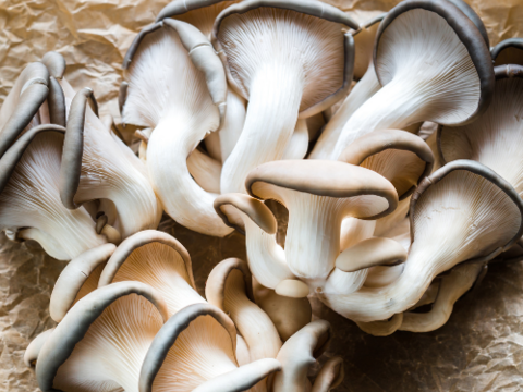 森薫る　オイスターマッシュルーム＜原木栽培＞【世界農業遺産認定クヌギ林とため池がつなぐ国東半島】クヌギを使用して森で育てました。