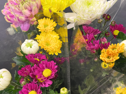 【年末年始限定】届いてそのまま飾れます！仏様用菊＋特殊マム3本お得セット！