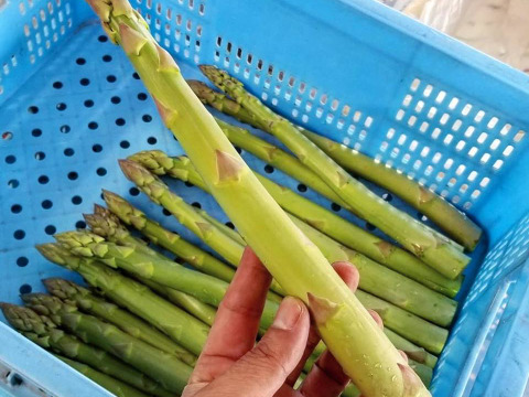 【佐賀県産】森のアスパラ 1㎏ 20~30本(L〜2L サイズ)