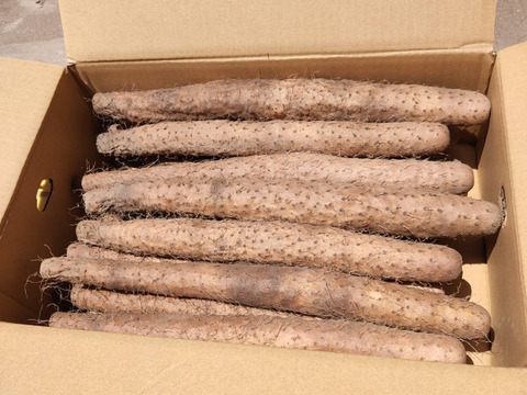 鳥取県産】粘り抜群！ねばりっこ 10kg ヒゲ焼きなし：鳥取県産の山芋