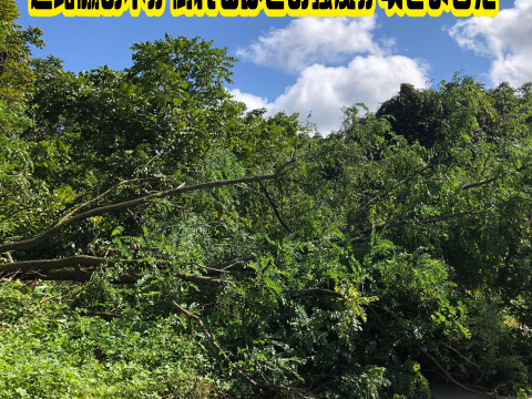 【強風被害50％OFF】【農薬・化学肥料不使用栽培】青森県産　たおれネギ　2ｋｇ（太さ不揃い約20本）