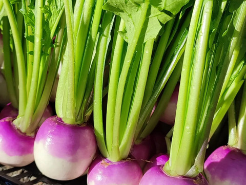 【アワード受賞福袋】旬野菜おまかせSセット(5品目) 期間限定！！