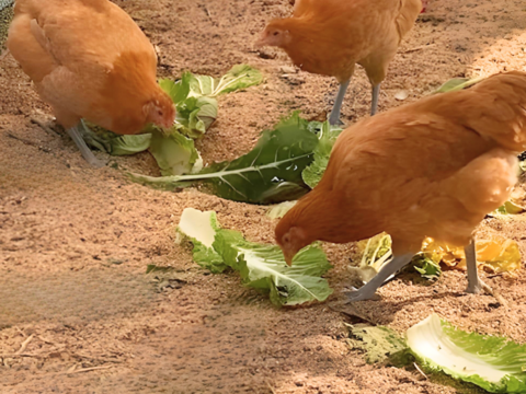 🐔平飼い卵【名古屋コーチン】（12個入り）🐔濃厚でコクがある