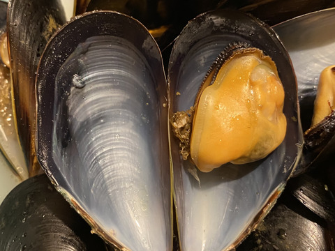 朝採り生ムール貝1kg