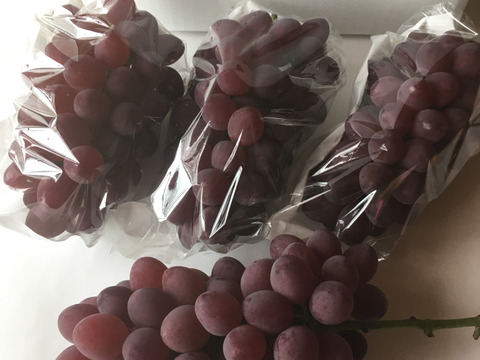 サニールージュ（種無し）２㎏（４房）