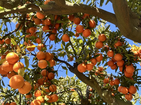 完熟タンカン（贈答用5kg）