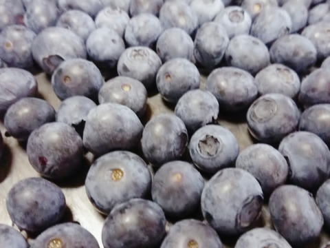 【びっくりする美味しさ】今が旬の樹上完熟ブルーベリー３００ｇ。