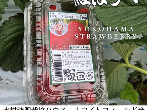 「べにほっぺ」30ｇ以上の大粒のみ800g【クール便】