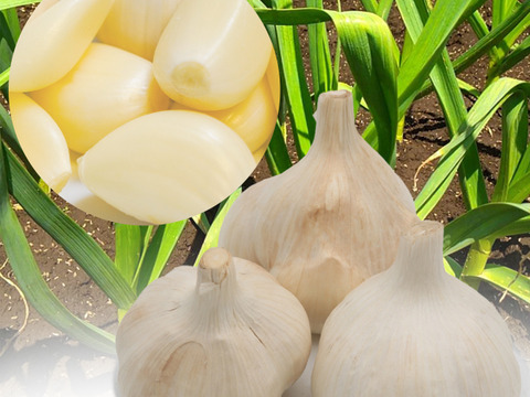 ★『農薬・化学肥料・除草剤・防虫剤等不使用』 福地ホワイト六片 にんにくバラ  ５kg ★