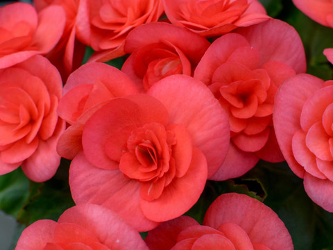 【贈答用】個性的なダークピンクの逸品！エラチオールベゴニア【サンドリネ】4.5寸