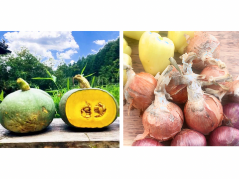 自然栽培15kgセット【固定種の玉ねぎとかぼちゃ】農薬不使用🧅野菜　自然の甘味！予約販売