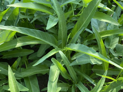 【栽培期間中　農薬不使用】炒めて良し、和えて良し、夏に頼れる空心菜（80サイズの箱に入るだけ）