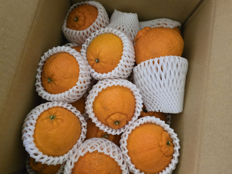 《大将季(だいまさき)》甘くてジューシーな紅い不知火！　5kg(家庭用)