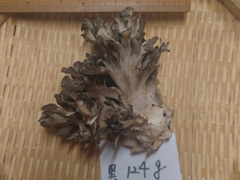 天然きのこ　マイタケ（注文品） 超貴重】天然きのこ 新潟県妙高市産【黒舞茸124g】9/16発送：新潟県産