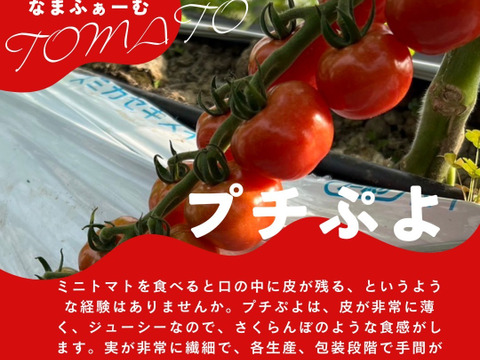 【夏ギフト・お中元】赤い宝石のような　赤色プチぷよ（ミニトマト）特選　170g×6p