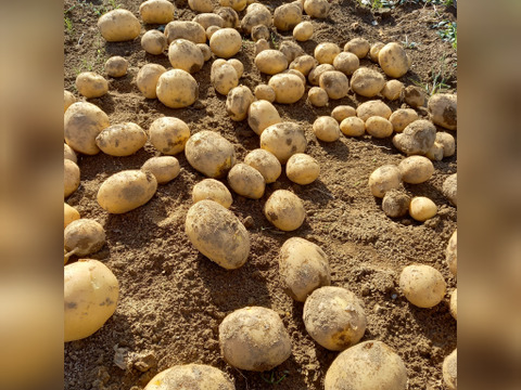 【訳あり】秋じゃが☆ながさき黄金　1.5kg