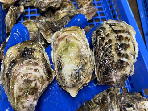 牡蠣通に食べて欲しいザキ水イチオシの殻付牡蠣『渾身』60個,カキナイフ付き