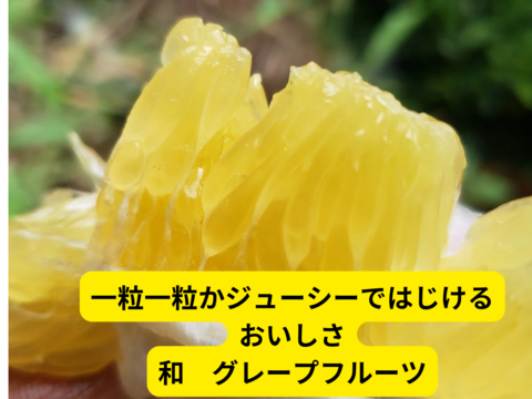 箱込約2㌔　河内晩柑　ギュっとおいしさを閉じ込めました　日本一見た目が悪いけど売れる！！　一度騙されてみませんか？