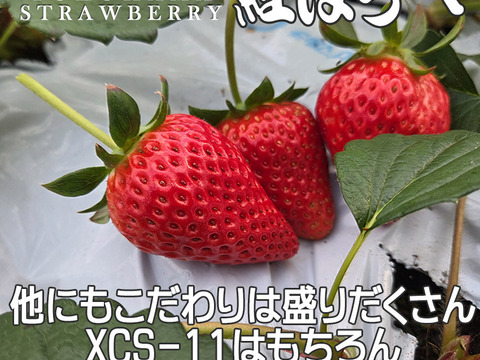 【2026キックオフセール】べにほっぺ30ｇ以上の大粒をたっぷり500g【通常便】