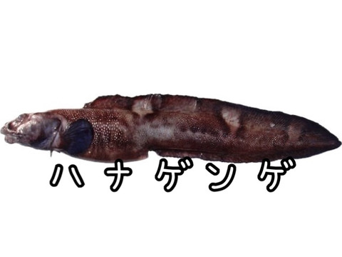 ☆YouTubeで紹介☆ へんな魚ボックス【未利用魚オンリー】魚種指定不可、お届け日指定不可の商品です