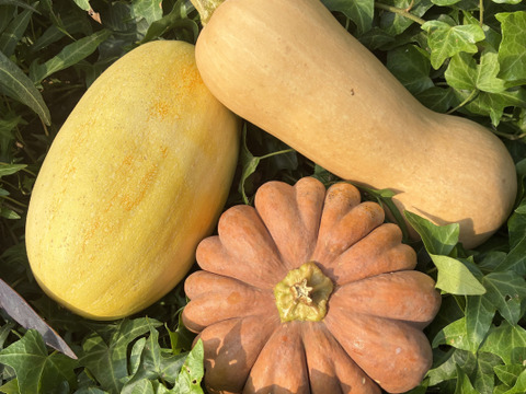 見た目も楽しめる！かぼちゃ詰め合わせセット3種＊固定種＊4.8kg