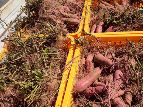 とろ甘っ！ねっとり濃密！紅はるか 1kg（農薬・化学肥料・除草剤・防虫剤不使用）