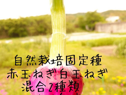 【赤新玉ねぎ・白新玉ねぎ食べ比べ】『2キロ』自然栽培★希少固定種★！天日干し！固定種 在来種専門農家Awaji369farmからお届け　農薬不使用　無肥料栽培