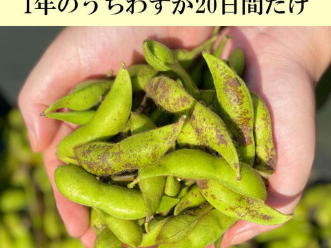先行予約受付中】丹波篠山 黒枝豆 枝豆 丹波 黒豆 300g × 2 丹波