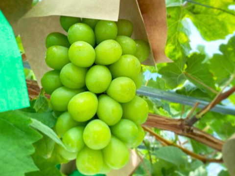 【贈り物に】白の極み – 贅沢な白ぶどう食べ比べ3種