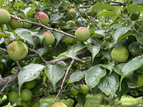 中熟梅　栽培期間中農薬不使用　化学肥料　除草剤不使用　農家直送　ご家庭用　5キロ　ご注文後収穫となります