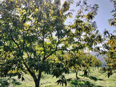 自然栽培　丹波栗（低温熟成済み）中粒（L〜Мミックス）　1kg