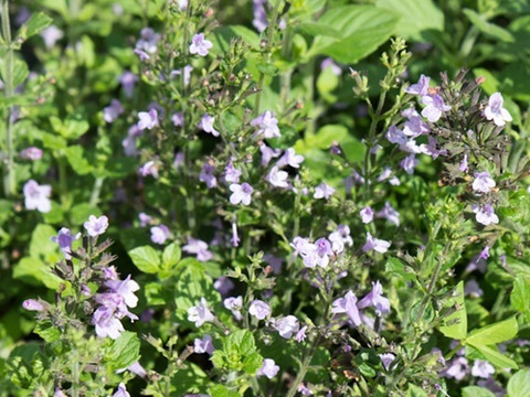 2個セット カラミンサ ネペタ マーベレッテブルー 宿根草 多年草 ブルーガーデン イングリッシュガーデン