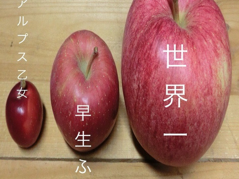 世界一りんご 贈答用 約3キロ インパクトのある大きさ 多くが輸出用の