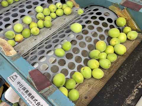 中熟梅　栽培期間中農薬不使用　化学肥料　除草剤不使用　農家直送　ご家庭用　5キロ　ご注文後収穫となります