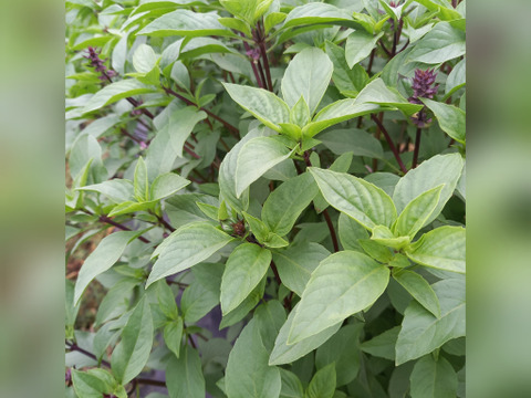 タイバジル　100g