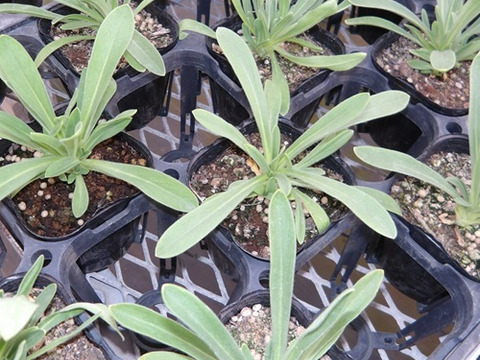 2個セット アグロステンマ オーシャンパール ホワイトガーデン イングリッシュガーデン 花苗 花壇苗