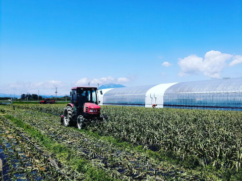 予約受付】青森県産 にんにく Mサイズ以上 1kg【令和7年度産 予約受付】青森県産 にんにく Mサイズ以上 1kg【令和7年度産