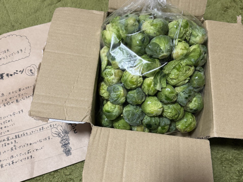【もうすぐ春ですね　たぶん20%増量(^^♪】双葉農園の芽キャベツ”（900g→1200g  10食分） を食べてください！　from 名水の里　神奈川県秦野市