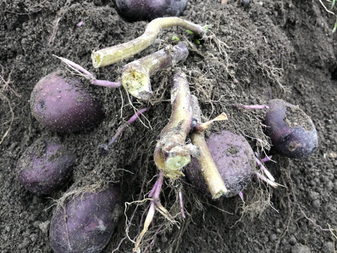 甘くてホクホク！希少な馬鈴薯タワラマゼラン5kg《農薬・化学肥料不使用大阪産認証》