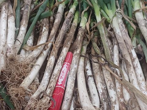 ✅【訳ありお得❗】✅薬味ネギたっぷり❗❗お得40本以上❗❗→780円❗❗✨信州産✨【特別栽培】✨【無消毒栽培】