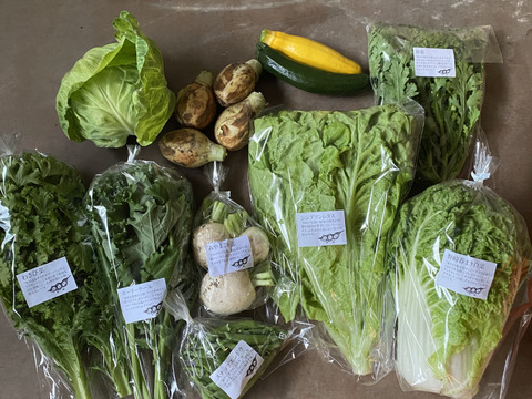 野菜セットＭサイズ（9〜10品）【農薬・化学肥料・動物性堆肥｜不使用】