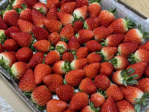 生の風味をお届け。気にしない方限定🍓バラ詰苺BOX（約1000g）大きさ形が不揃いです