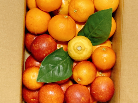 【三ヶ日産】ブラッドオレンジ   約2.5kg