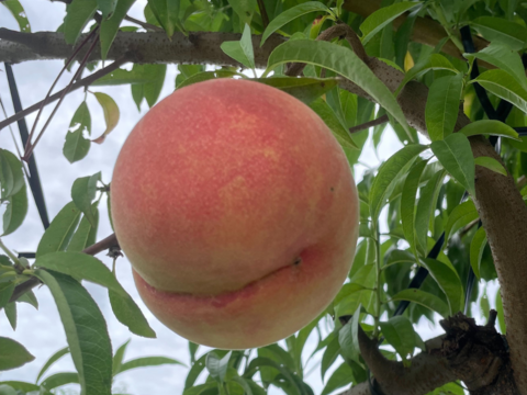 【家庭用】原産地・川中島からお届け「川中島白桃」3㎏（8～11玉）