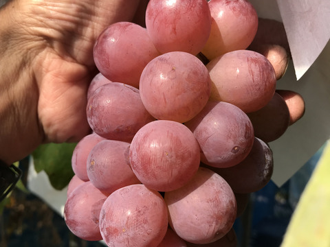 究極のブドウの宝石箱　7種食べ比べ『SUPER COLORS スーパーカラーズ』750g×1P　朝採り新鮮！夏の終わりのブドウ祭り 只今２０％増量サービス中！！