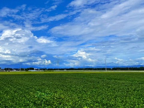 【✨初出店記念✨】　本場！山形県鶴岡市白山だだちゃ豆　濃厚な甘さ！5㎏
