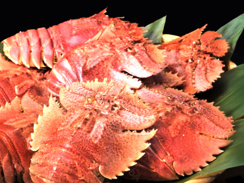 稀少！今は幻しのウチワエビボイル 1000ｇ！【冬ギフト】【未利用魚】小（15匹前後「熨斗対応可」）瞬間冷凍！100年ゆず果汁付　うちわ海老　たび海老　タビエビ　 イセエビ　エビ　浜ゆで　ゆで　ボイル