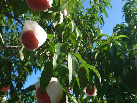 食べ応え満足！　秋田では今が旬の「川中島白桃」　3㎏(9～12玉)　ご家庭用【クール便】