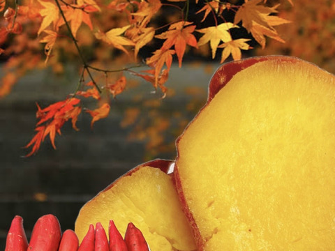 今季最後【数量限定　新品種】あまはづき　Sサイズ　5kgさつまいも